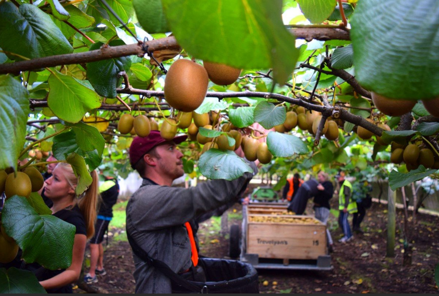 Fruit Picker Jobs in Canada with Visa Sponsorship for 2023
