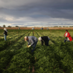 General Farm Worker Jobs in Canada 2023