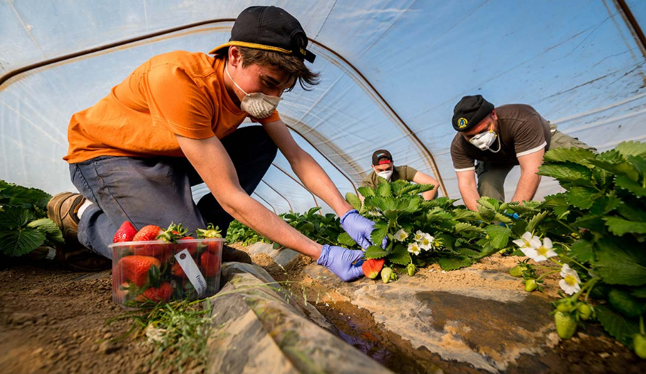 Fruit Picking Jobs in Australia With Visa Sponsorship 2023