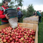 fruit picking jobs in canada with visa sponsorship 2023