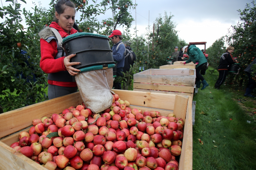 fruit picking jobs in canada with visa sponsorship 2023