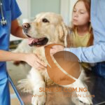 How to Choose The Right Pet Isurance
